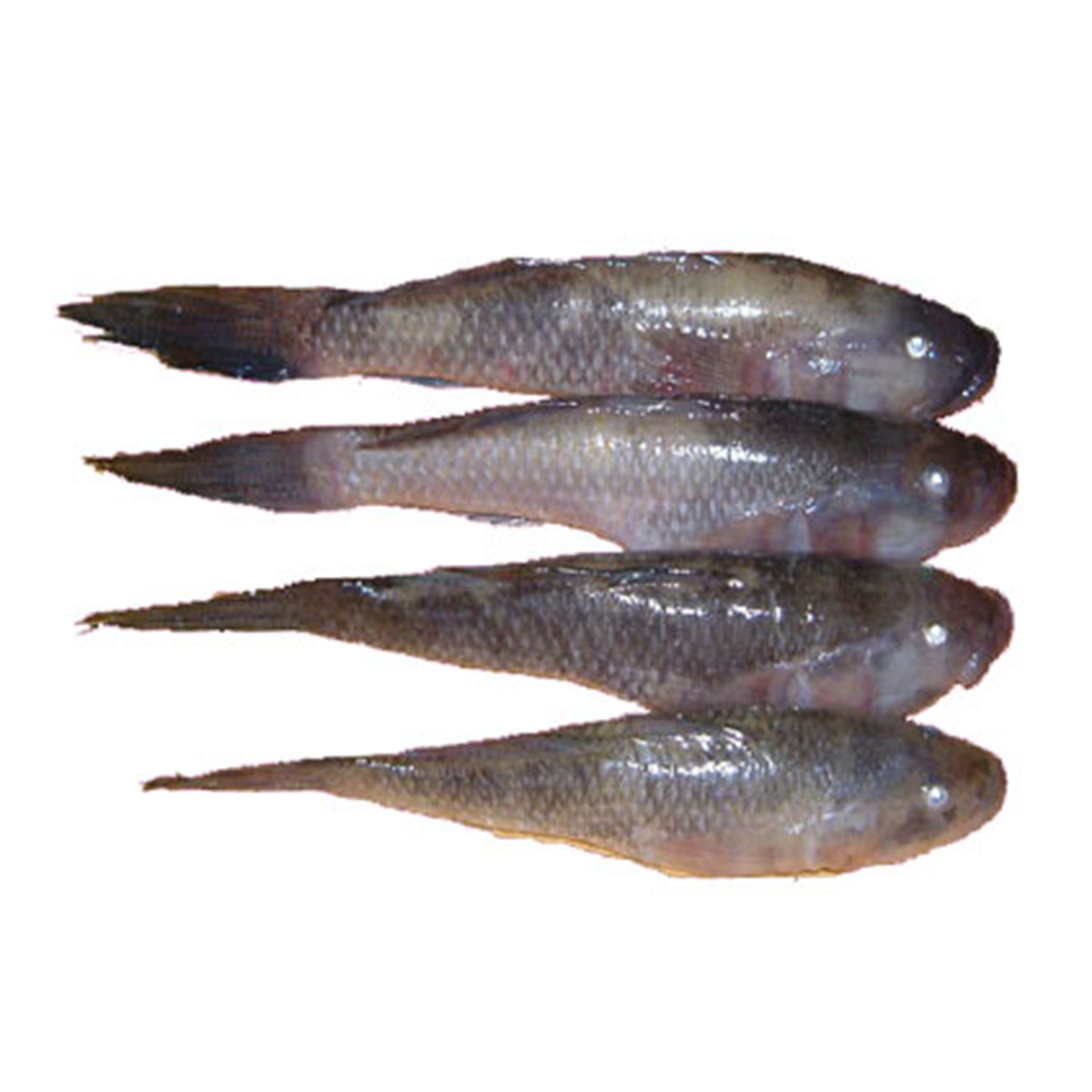 Baila Fish (Sea) 1 Kg
